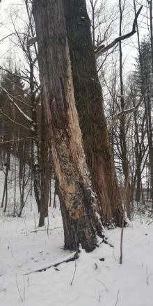 Drzewa zagrażające bezpieczeństwu mieszkańców usunięte