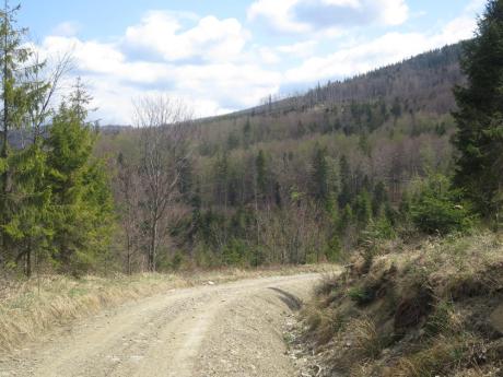 regulamin korzystania z dróg leśnych